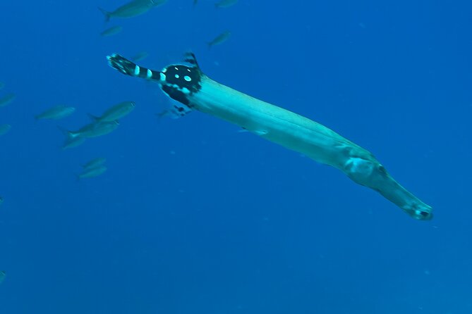 Private 1st Diving License Course in Tenerife - Course Duration