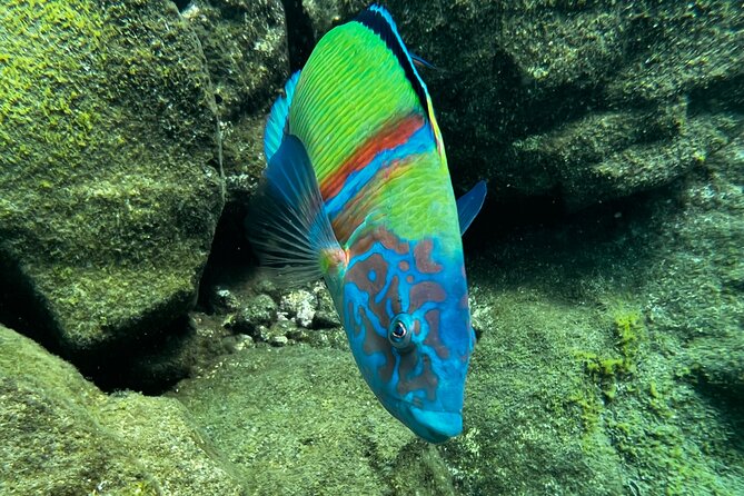 Private 1st Diving License Course in Tenerife - Course Curriculum