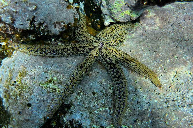 Private 1st Diving License Course in Tenerife - Course Pricing