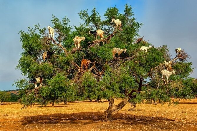 Private 2-Day Guided Tour From Casablanca to Essaouira - Good To Know