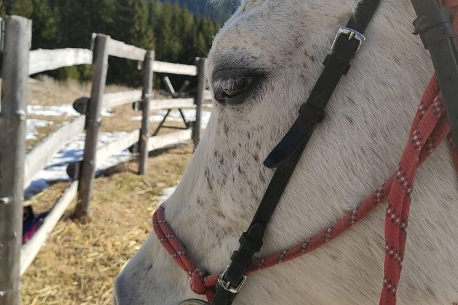 Private 2-Day Horse Riding Trip in Rila From Sofia - Pricing Details