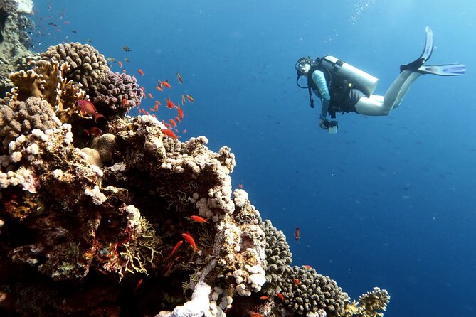 Private 2 Days PADI Scuba Diver Course in Dubai - Course Itinerary