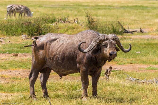 Private 2 Days Tour Amboseli National Park Safari - Good To Know