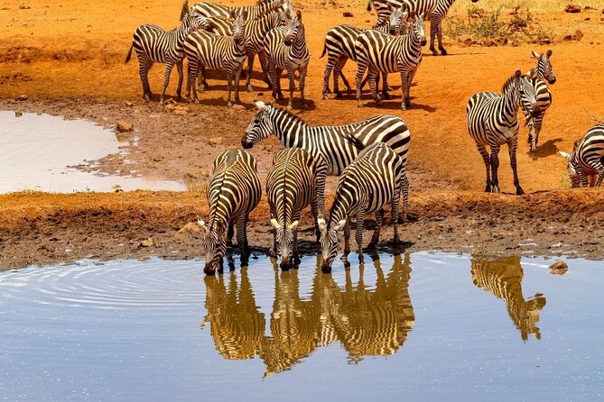 Private 2 Days Tour Amboseli National Park Safari - Booking Terms and Conditions