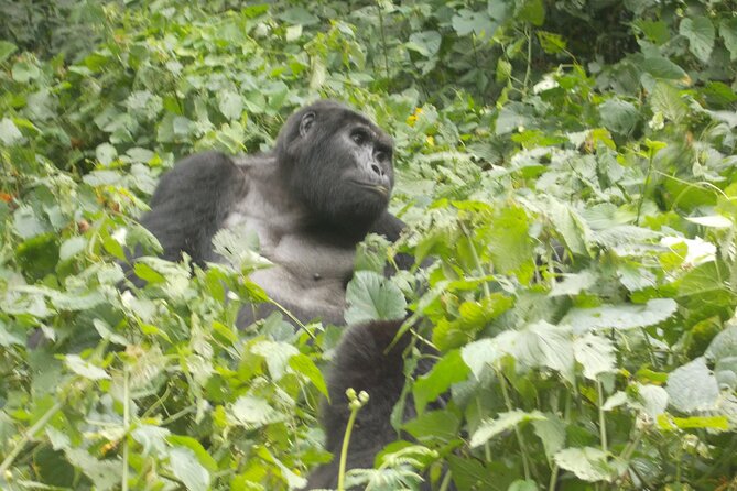 Private 2 Days Volcano Golden Monkey and Bwindi Gorilla Trek - Good To Know