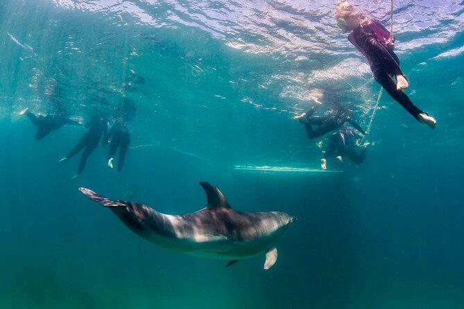 Private 2 Hour Dolphin and Seal Swim Mornington Peninsula - Encounter Playful Seals in Their Natural Habitat
