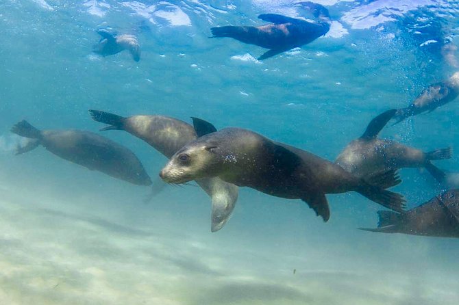 Private 2 Hour Dolphin and Seal Swim Mornington Peninsula - Private Swim Session for an Exclusive Experience
