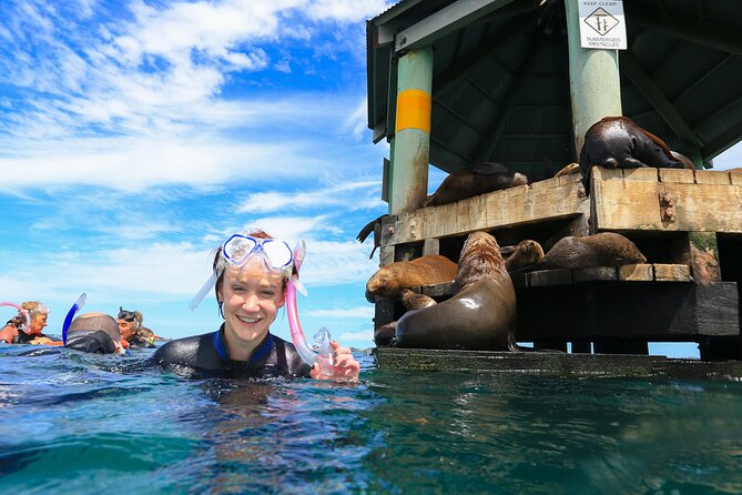 Private 2 Hour Dolphin and Seal Swim Mornington Peninsula - Explore the Beautiful Mornington Peninsula
