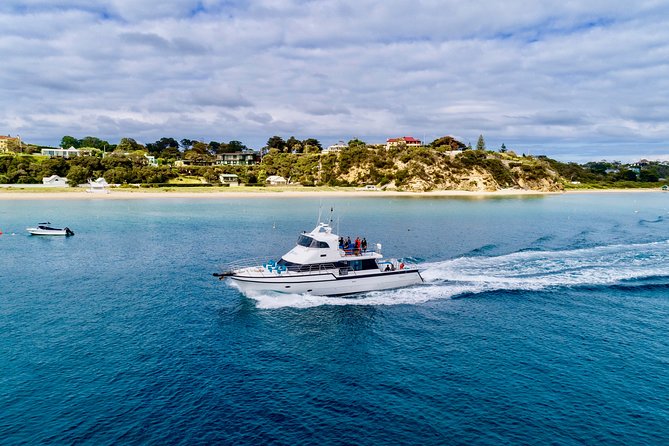 Private 2 Hour Dolphin and Seal Swim Mornington Peninsula - The Sum Up