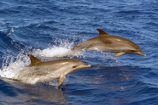 Private 2 Hour Whale Watching Tour - Tour Details
