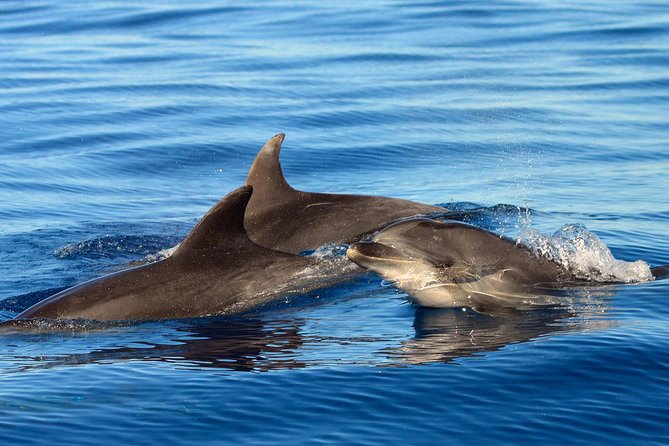 Private 2 Hour Whale Watching Tour - End Point and Cancellation Policy