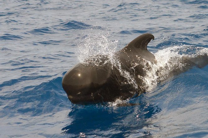Private 2 Hour Whale Watching Tour - Questions and Additional Information