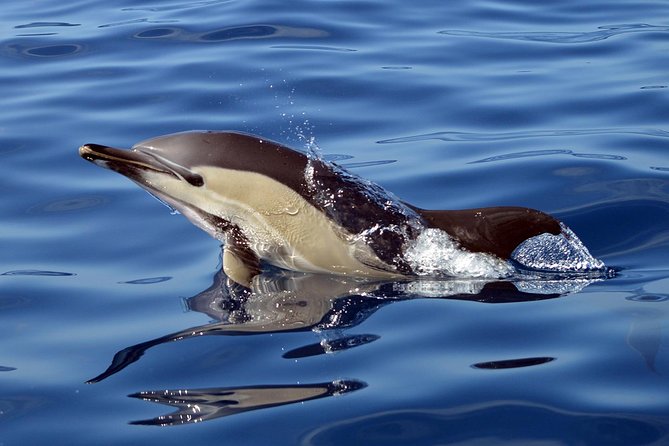 Private 2 Hour Whale Watching Tour - Pricing and Legal Information
