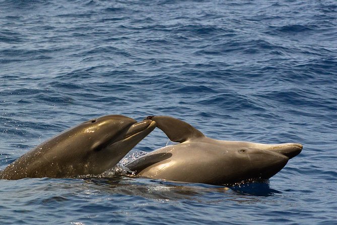 Private 2 Hour Whale Watching Tour - Directions