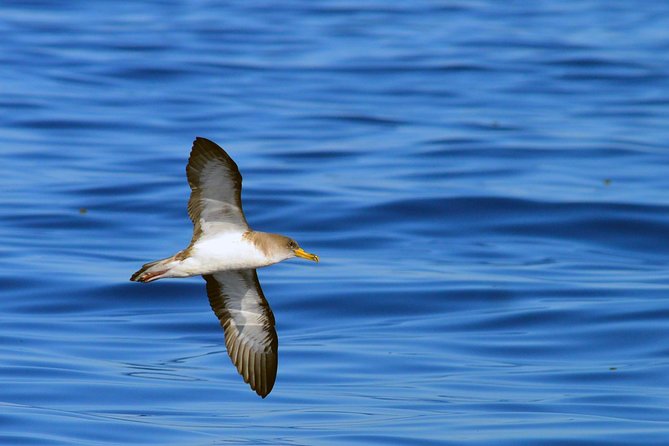Private 2 Hour Whale Watching Tour - Common Questions