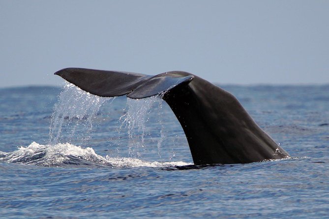 Private 2 Hour Whale Watching Tour - The Sum Up