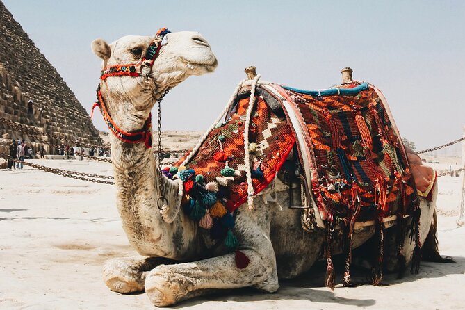Private 2 Hours Camel Ride or Horse Around The Pyramids - Operator Information