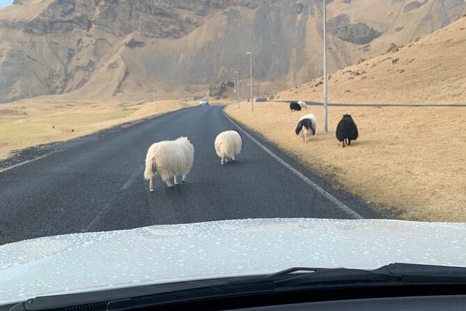 PRIVATE 2-Hours Drive With a Westman Islands Local in a BMW X5 - Puffins