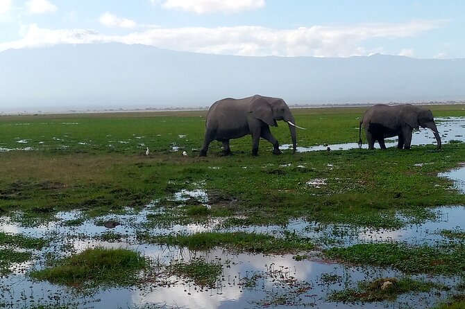 Private 2 Nights and 3 Days Amboseli Tour - What To Expect