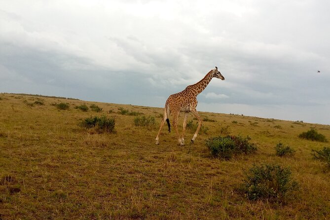 Private 2 Nights and 3 Days Amboseli Tour - Booking