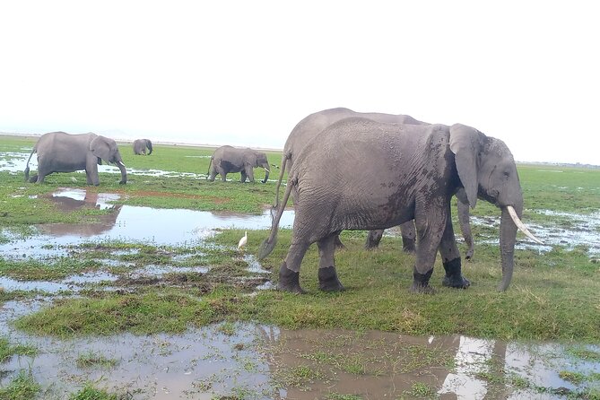 Private 2 Nights and 3 Days Amboseli Tour - Scenic Views
