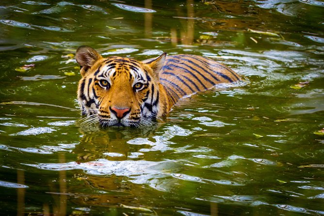 Private 2 Nights Short Escape To Jim Corbett - Wildlife Safari Experience