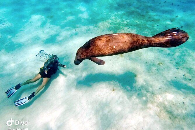 Private 2-Tank Dive with PADI Instructor for Certified Divers - FAQ