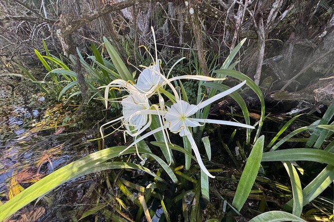 Private 2Hour Clear Kayak/ROC Paddle Board Rental on Silver River - FAQ