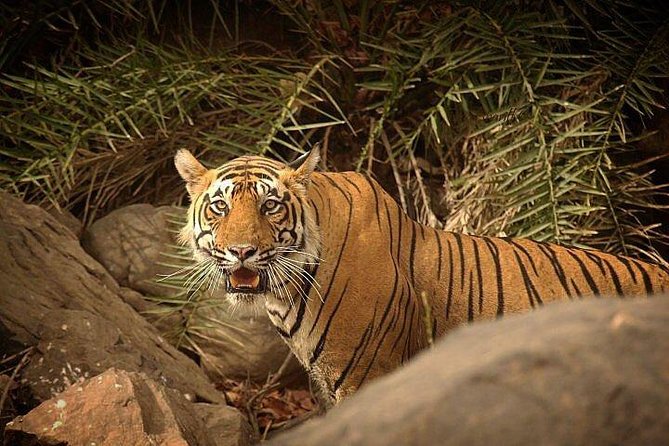 Private 3-Day Ranthambhore Tiger Tour From Agra Ending in Jaipur - The Sum Up