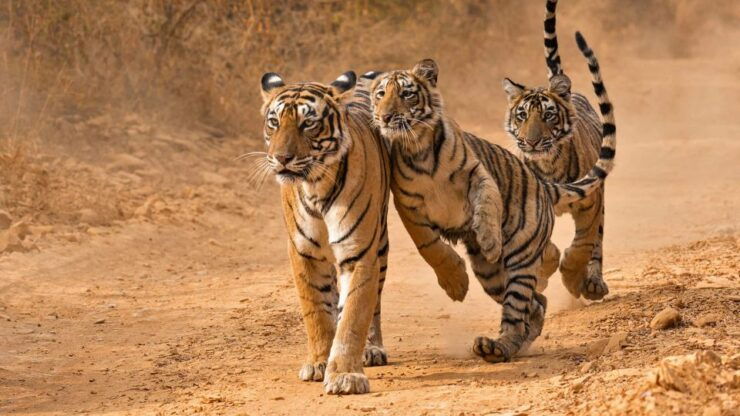 Private 3-Day Tour From Delhi: Ranthambore Wildlife Safari - Itinerary Overview