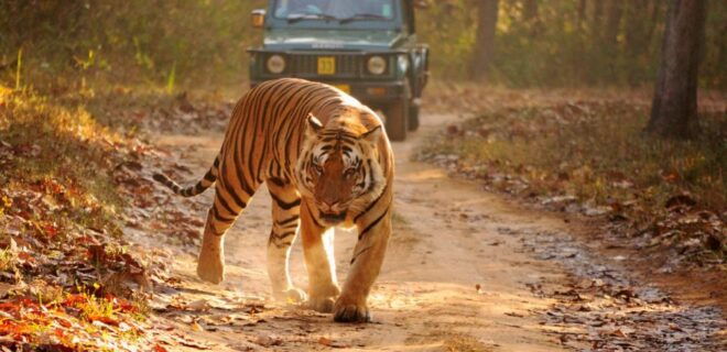 Private 3-Day Tour From Delhi: Ranthambore Wildlife Safari - Wildlife Encounters
