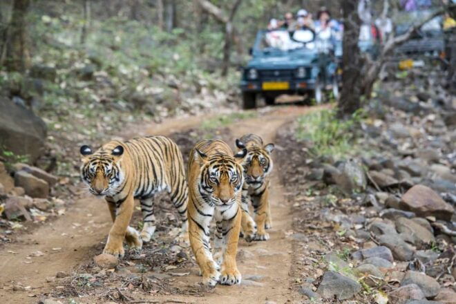 Private 3-Day Tour From Delhi: Ranthambore Wildlife Safari - Private Tour Benefits