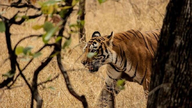 Private 3-Day Tour From Delhi: Ranthambore Wildlife Safari - Common Questions