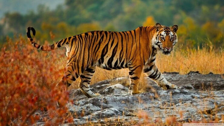Private 3-Day Tour From Delhi: Ranthambore Wildlife Safari - Tour Highlights