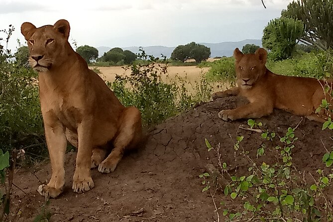 Private 3-Day Tour in Queen Elizabeth Park Safari - Additional Information