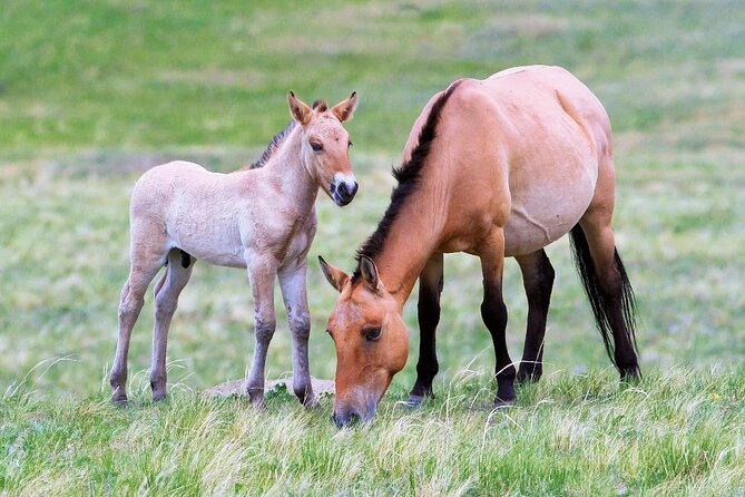 Private 3-Day Tour of National Parks From Ulaanbaatar - Tour Restrictions