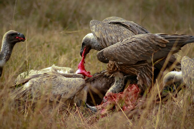Private 3 Days Astounding Masai Mara Migration Safari. - Meeting and Pickup