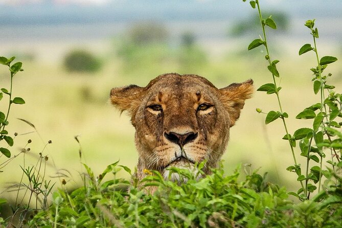 Private 3 Days Astounding Masai Mara Migration Safari. - Booking Information