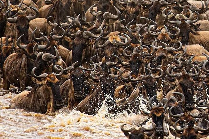 Private 3 Days Astounding Masai Mara Migration Safari. - Frequently Asked Questions