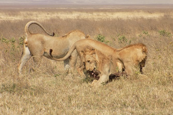 Private 3 Days Wildlife Safari at Tanzania - Packing List Recommendations