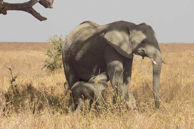 Private 3 Days Wildlife Safari at Tanzania - Safety and Health Guidelines