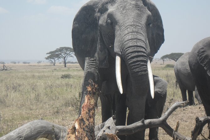 Private 3 Days Wildlife Safari at Tanzania - Booking Process Steps