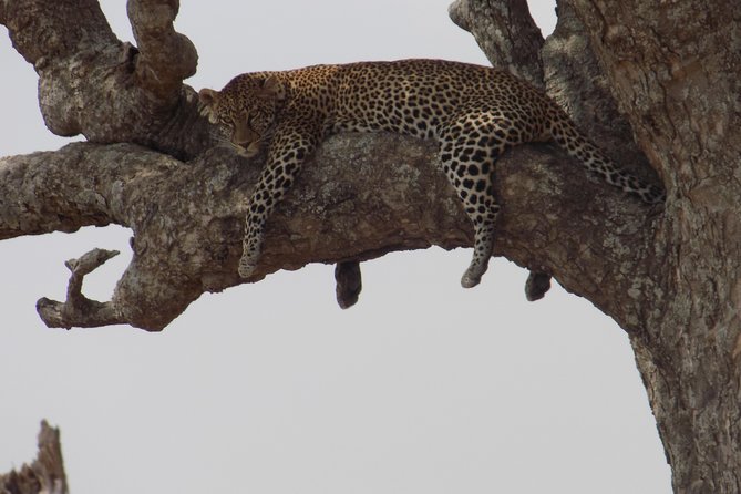 Private 3 Days Wildlife Safari at Tanzania - Payment and Cancellation Policies
