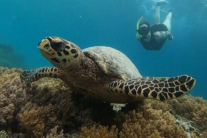 Private 3 Gili Islands Snorkeling Tour from Kuta Lombok - Good To Know