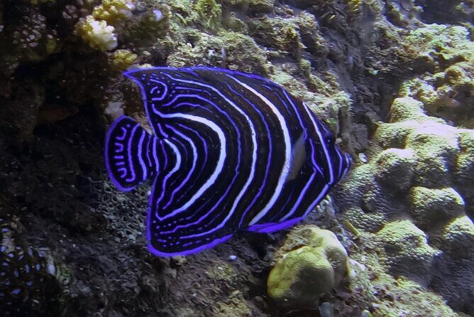 Private 3 Gili Islands Snorkeling Tour from Kuta Lombok - The Experience: What Travelers Have Noted