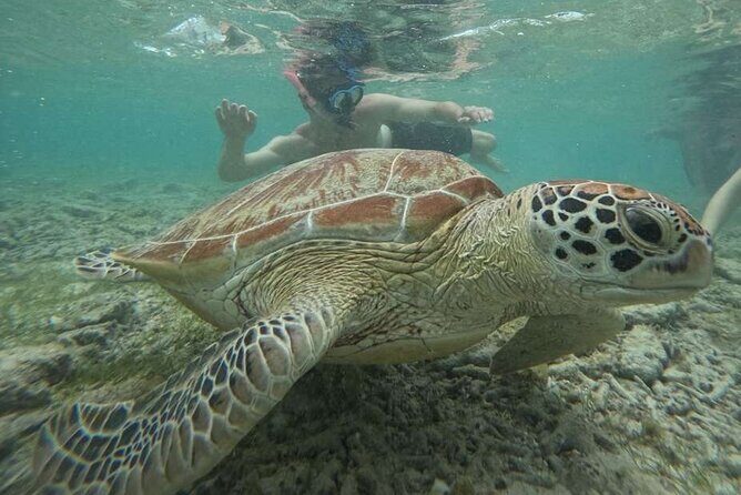 Private 3 Gili Islands Snorkeling Tour from Kuta Lombok - Who Is This Tour Best For?