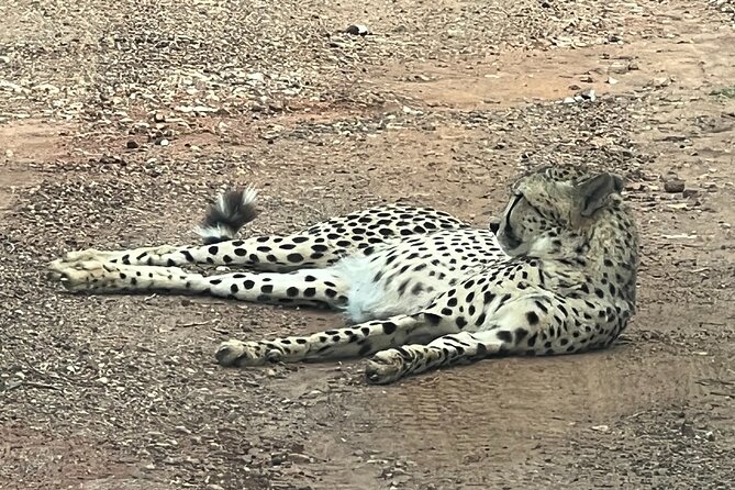 Private 3-Hour Pilanesberg Park Game Drive From Johannesburg Tour - Tour Overview