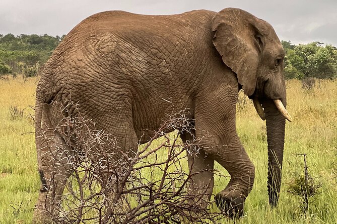 Private 3-Hour Pilanesberg Park Game Drive From Johannesburg Tour - Inclusions and Exclusions