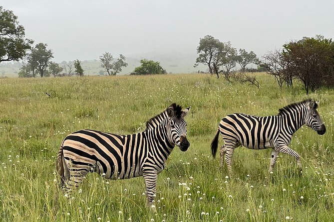 Private 3-Hour Pilanesberg Park Game Drive From Johannesburg Tour - Itinerary