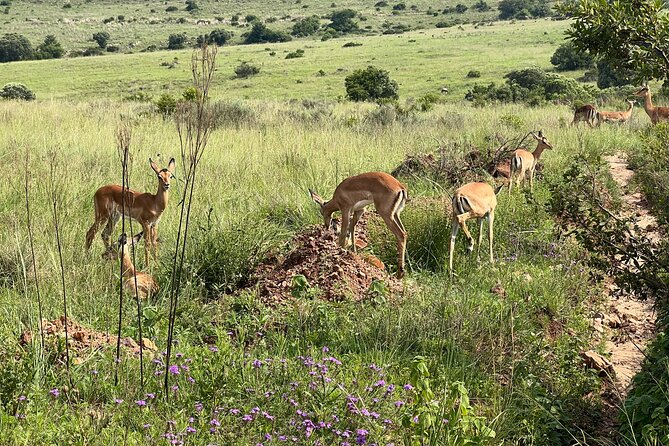 Private 3-Hour Pilanesberg Park Game Drive From Johannesburg Tour - Booking and Cancellation Policy